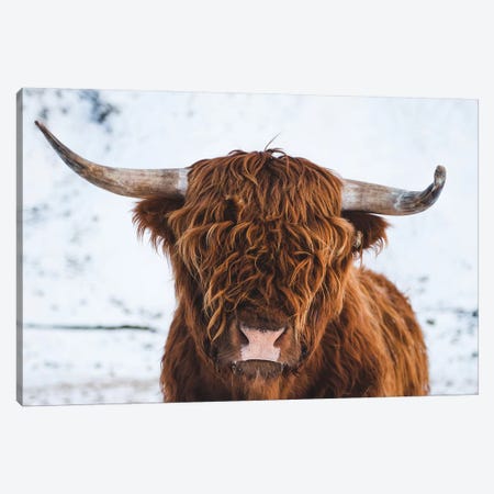 Highland Cattle II Canvas Print #FSB78} by Steffen Fossbakk Canvas Art Print