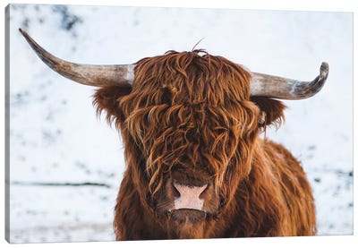 Highland Cattle II Canvas Art Print - Cow Art