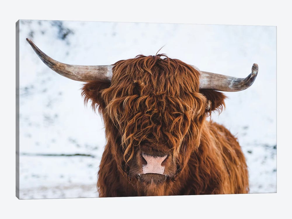 Highland Cattle II by Steffen Fossbakk 1-piece Canvas Art