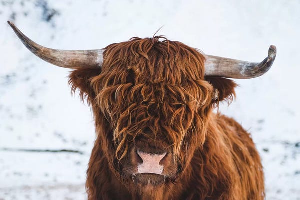 Farm Animals: Highland Cattle II by Steffen Fossbakk