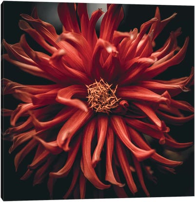 Chrysanths Canvas Art Print - Chrysanthemum Art