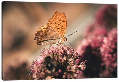Butterfly Effect Canvas Art Print