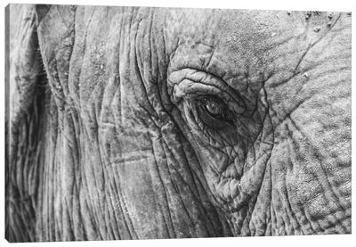 Elephant's Eye Canvas Art Print - Florian Schleinig
