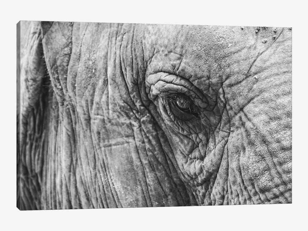 Elephant's Eye by Florian Schleinig 1-piece Canvas Artwork