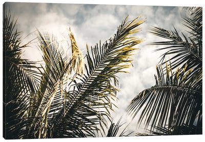 Palm Sky Canvas Art Print - Florian Schleinig