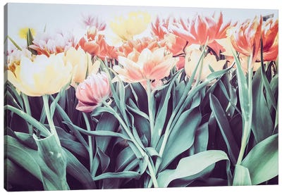 Tulipa Humilis Canvas Art Print - Florian Schleinig