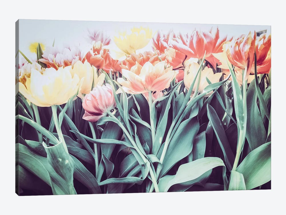 Tulipa Humilis by Florian Schleinig 1-piece Canvas Artwork