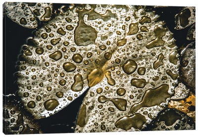 Water Leaf Canvas Art Print - Monochromatic Photography