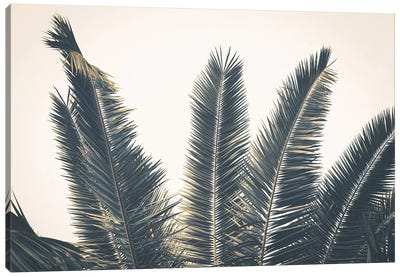 Palm Leaves Canvas Art Print - Florian Schleinig