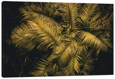 Palm Tree Canvas Art Print - Florian Schleinig