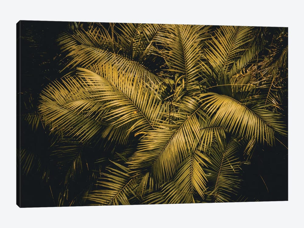 Palm Tree by Florian Schleinig 1-piece Canvas Art Print