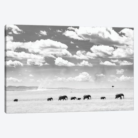 A Herd Of Masai Mara Elephants Canvas Print #FSM100} by Floris Smeets Canvas Art