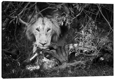 A Masai Mara Lions Protecting His Kill Canvas Art Print - Maasai Mara National Reserve
