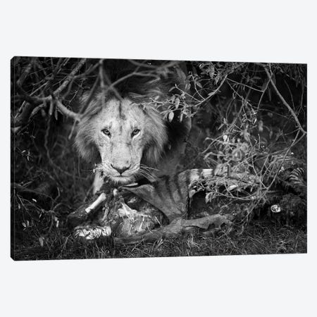 A Masai Mara Lions Protecting His Kill Canvas Print #FSM102} by Floris Smeets Canvas Artwork