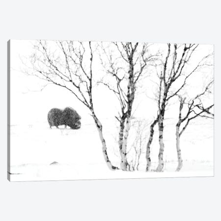 A Lonely Musk-Ox With A Lonely Birch Canvas Print #FSM106} by Floris Smeets Art Print