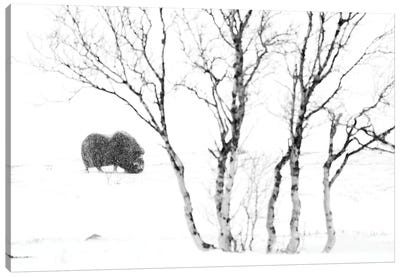 A Lonely Musk-Ox With A Lonely Birch Canvas Art Print - Floris Smeets