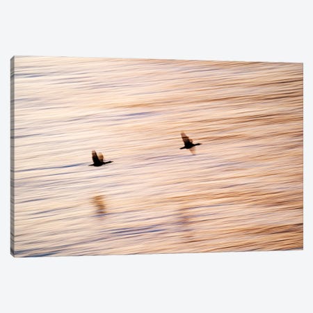 Two Shags Flying Over The By Sunset Colored Ocean Canvas Print #FSM111} by Floris Smeets Canvas Art Print