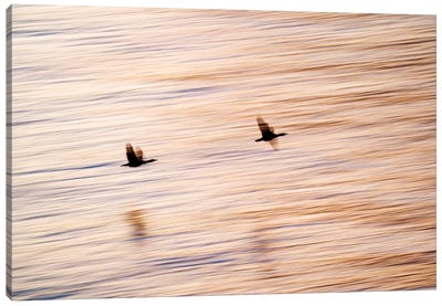 Two Shags Flying Over The By Sunset Colored Ocean Canvas Art Print - Floris Smeets