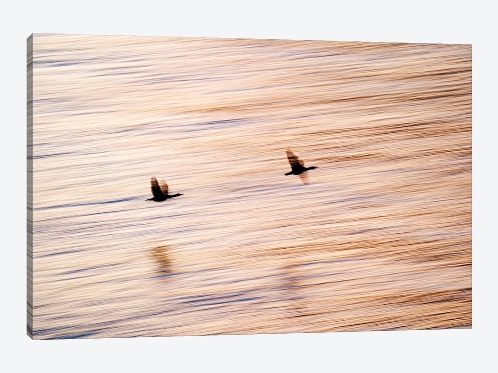 Two Shags Flying Over The By Sunset Colored Ocean by Floris Smeets 1-piece Canvas Wall Art