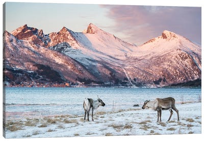 Reindeer In Coastal Landscape At Sunset On Senja Canvas Art Print - Norway Art