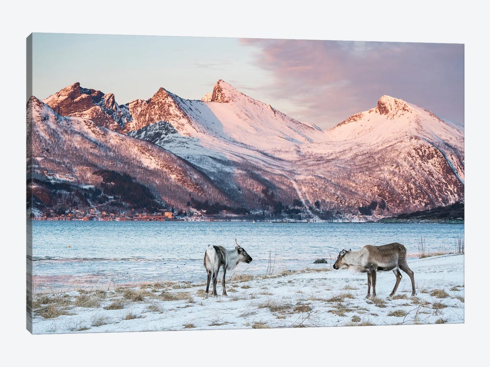 Reindeer In Coastal Landscape At Sunset On Senja by Floris Smeets 1-piece Canvas Wall Art