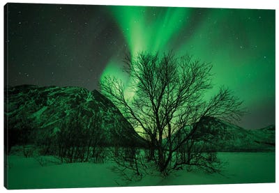 Northern Lights Over Senja Canvas Art Print - Aurora Borealis Art