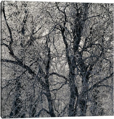 Frosty Birches Canvas Art Print - Norway Art