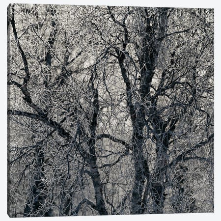 Frosty Birches Canvas Print #FSM117} by Floris Smeets Canvas Art