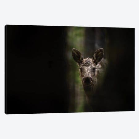 Young Moose In A Dark Forest Canvas Print #FSM11} by Floris Smeets Canvas Artwork