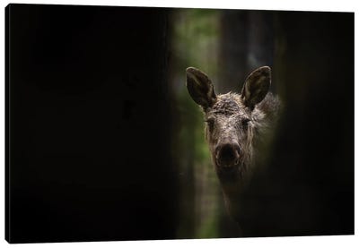 Young Moose In A Dark Forest Canvas Art Print - Moose Art