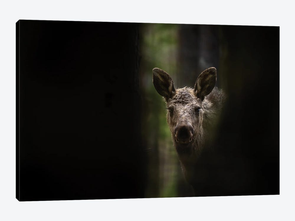 Young Moose In A Dark Forest by Floris Smeets 1-piece Canvas Art Print