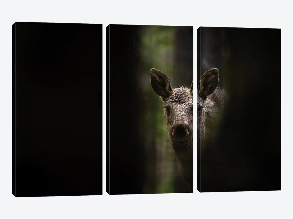 Young Moose In A Dark Forest by Floris Smeets 3-piece Canvas Art Print