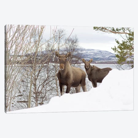 Female Moose And Her Calf In Coastal Landscape On Senja Canvas Print #FSM122} by Floris Smeets Canvas Art
