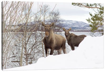 Female Moose And Her Calf In Coastal Landscape On Senja Canvas Art Print - Norway Art