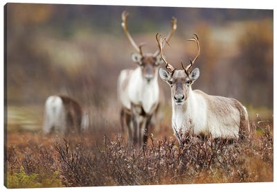 Wild Reindeer In The Norwegian Tundra Canvas Art Print - Reindeer Art