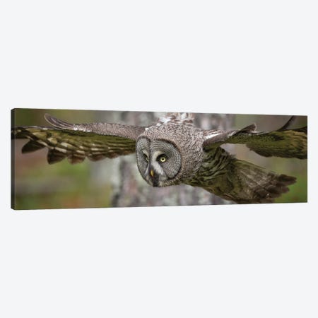 Great Grey Owl On The Hunt Canvas Print #FSM125} by Floris Smeets Canvas Print