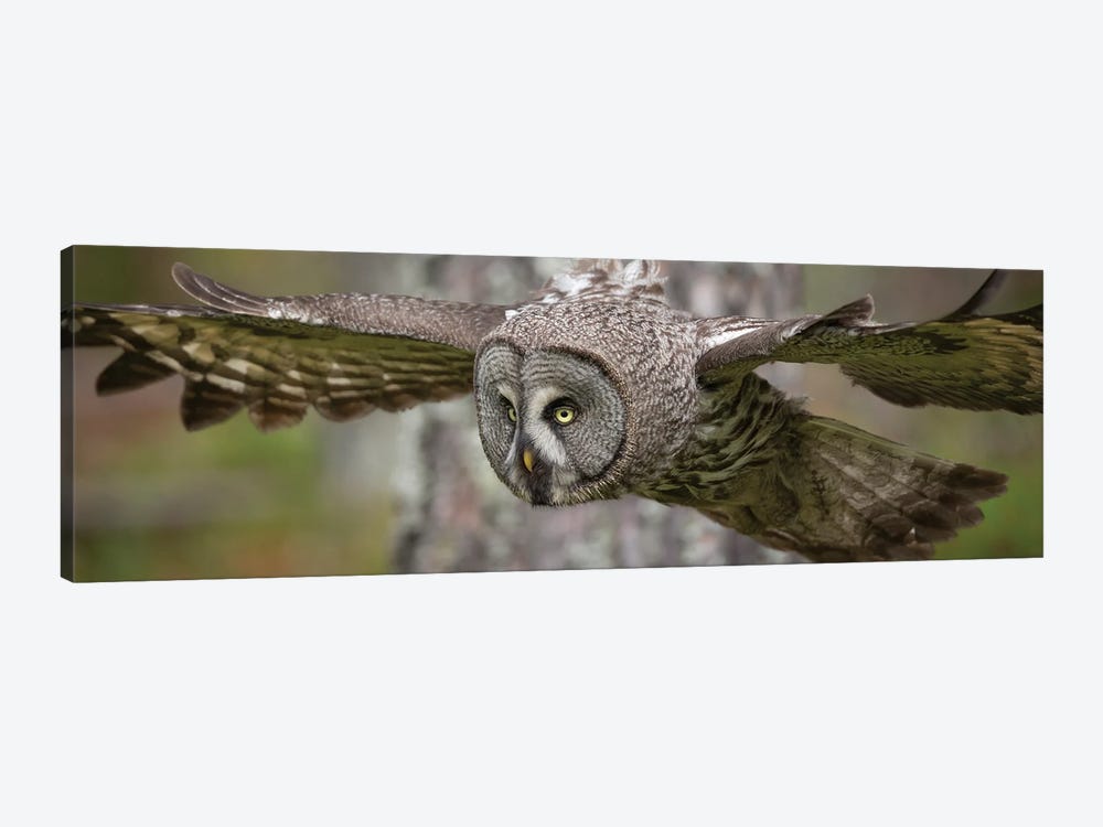 Great Grey Owl On The Hunt by Floris Smeets 1-piece Canvas Art Print
