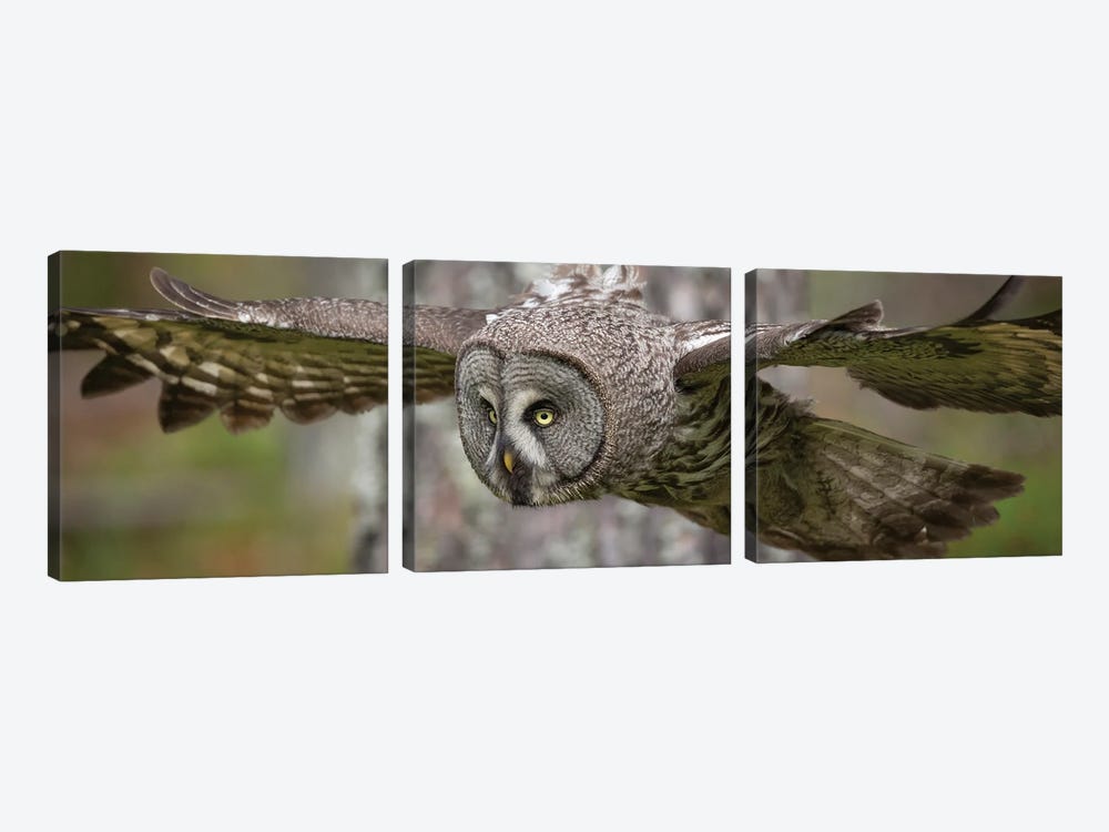 Great Grey Owl On The Hunt by Floris Smeets 3-piece Canvas Print