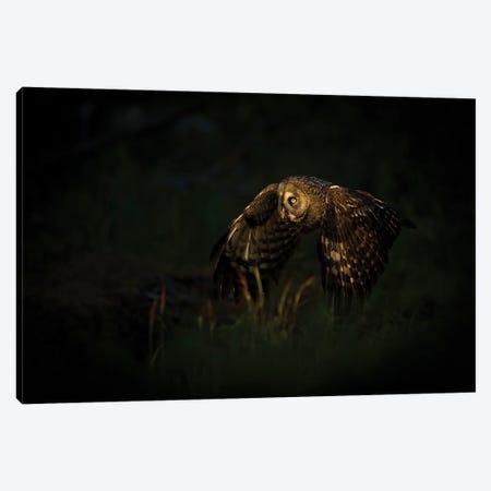 Great Grey Owl On The Hunt In The Last Light Of The Day Canvas Print #FSM126} by Floris Smeets Canvas Art Print