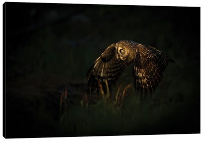 Great Grey Owl On The Hunt In The Last Light Of The Day Canvas Art Print - Floris Smeets