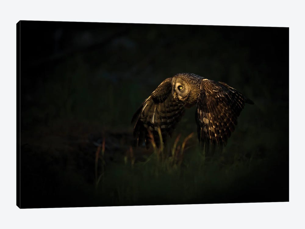 Great Grey Owl On The Hunt In The Last Light Of The Day by Floris Smeets 1-piece Canvas Art