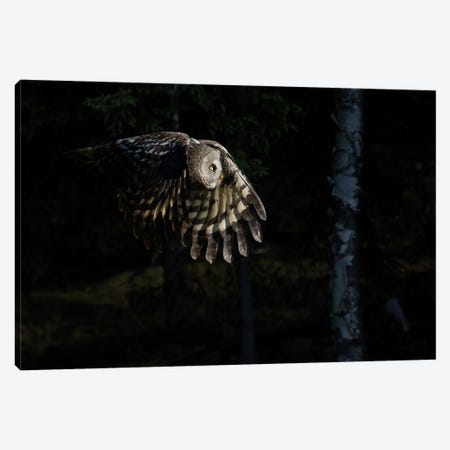 Great Grey Owl On The Hunt, Flying Through A Spot Of Light Canvas Print #FSM127} by Floris Smeets Canvas Print