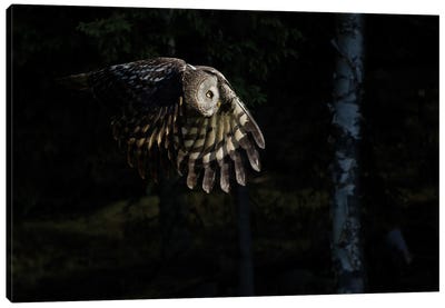 Great Grey Owl On The Hunt, Flying Through A Spot Of Light Canvas Art Print - Floris Smeets