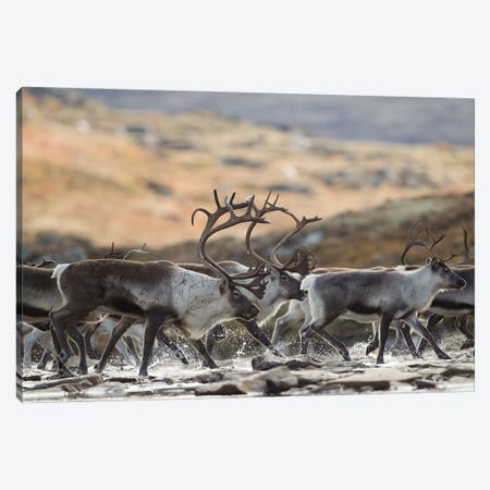 Herd Of Wild Reindeer Crossing A Mountain River In Norway Canvas Print #FSM128} by Floris Smeets Canvas Wall Art