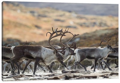 Herd Of Wild Reindeer Crossing A Mountain River In Norway Canvas Art Print - Floris Smeets