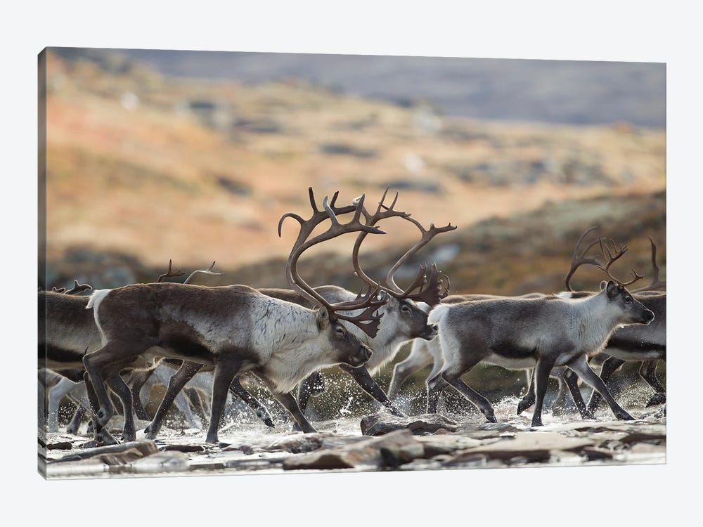 Herd Of Wild Reindeer Crossing A Mountain River In Norway 1-piece Canvas Wall Art