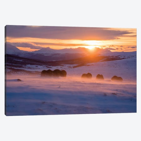 A Herd Of Musk-Oxen At Sunrise On A Cold January Morning Canvas Print #FSM14} by Floris Smeets Canvas Art Print