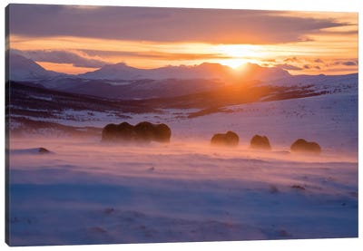 A Herd Of Musk-Oxen At Sunrise On A Cold January Morning Canvas Art Print - Norway Art
