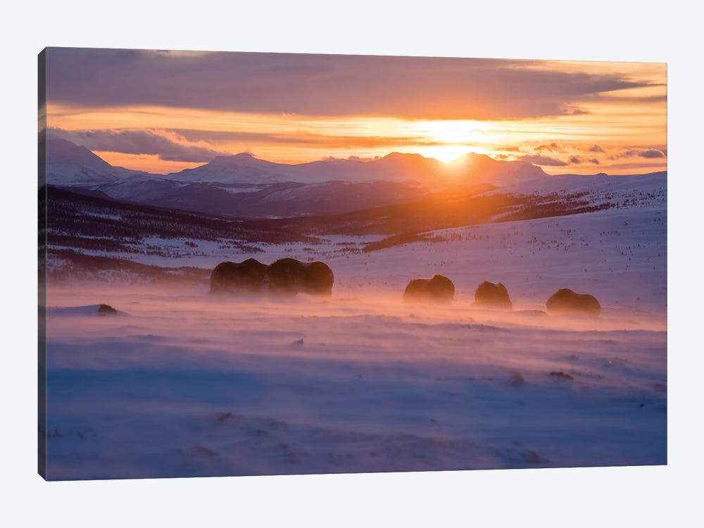 A Herd Of Musk-Oxen At Sunrise On A Cold January Morning by Floris Smeets 1-piece Canvas Artwork
