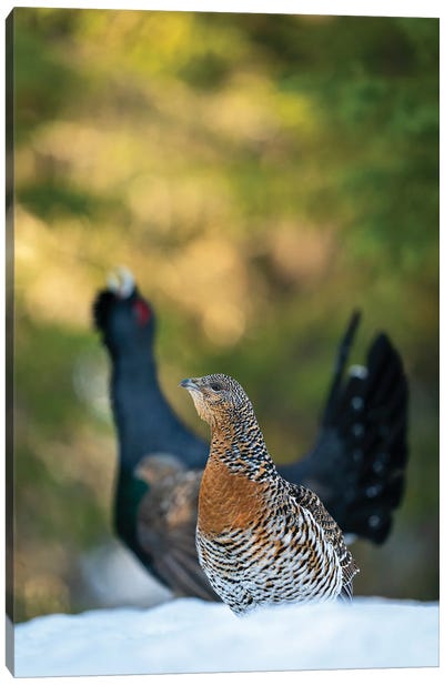 Female Capercaillie Steeling The Show From The Male Canvas Art Print - Floris Smeets